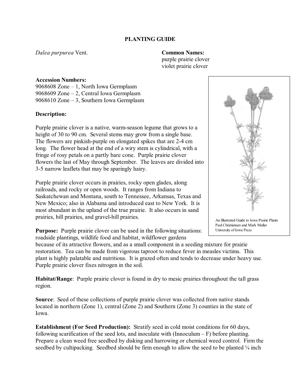 Planting Guide: Dalea Purpurea Iowa Germplasm