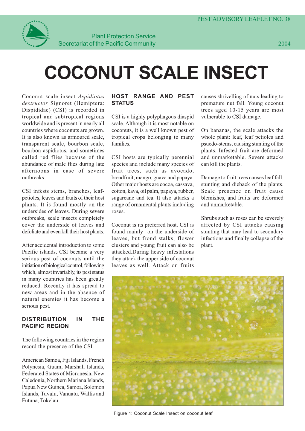 Coconut Scale Insect