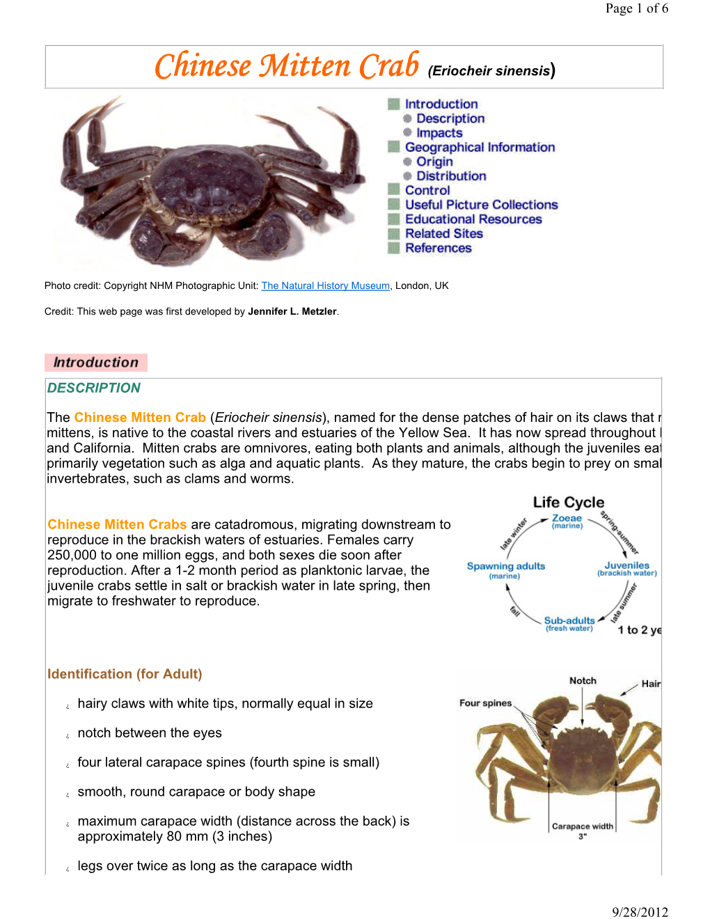 Chinese Mitten Crab (Eriocheir Sinensis)