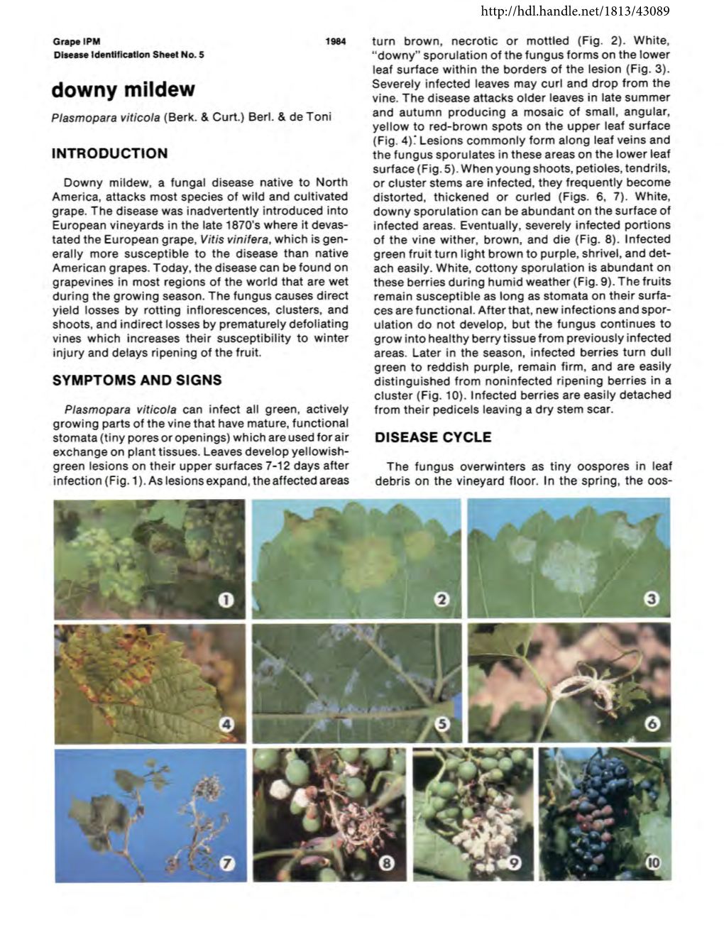 Downy Mildew Vine