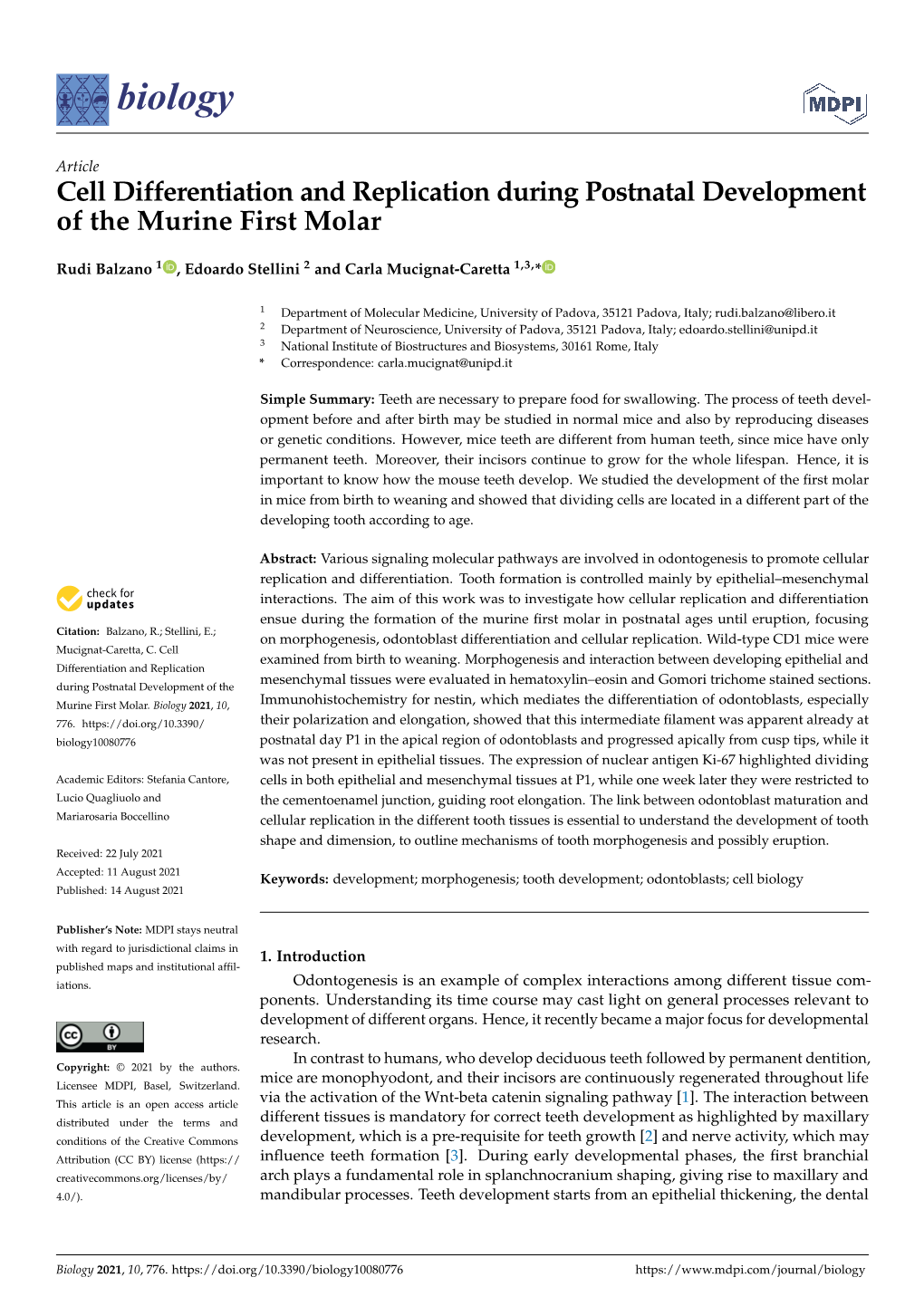 Cell Differentiation and Replication During Postnatal Development of the Murine First Molar