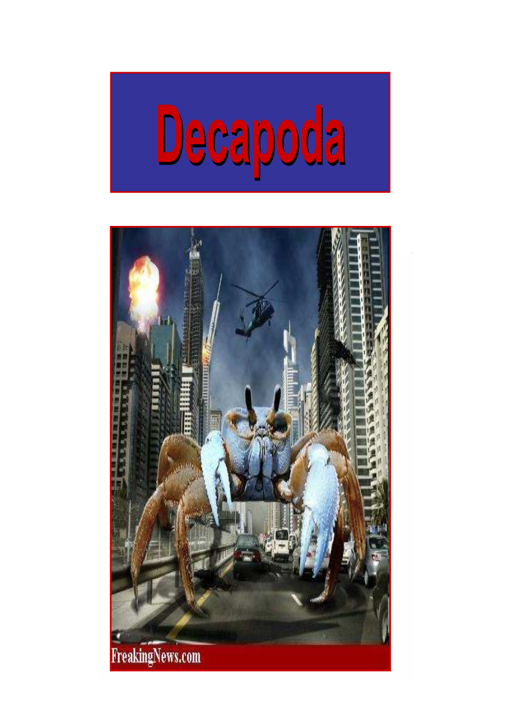 Decapodaecapoda DECAPODA