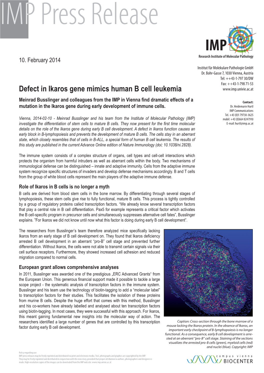 Defect in Ikaros Gene Mimics Human B Cell Leukemia