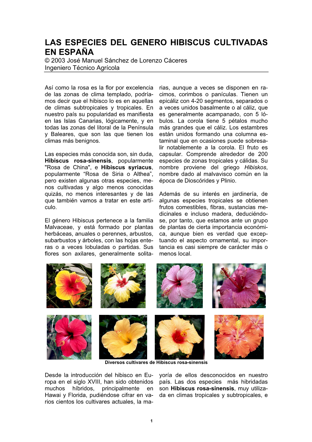 LAS ESPECIES DEL GENERO HIBISCUS CULTIVADAS EN ESPAÑA © 2003 José Manuel Sánchez De Lorenzo Cáceres Ingeniero Técnico Agrícola