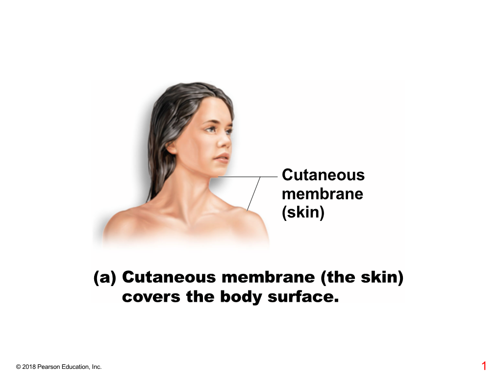 Cutaneous Membrane (Skin)