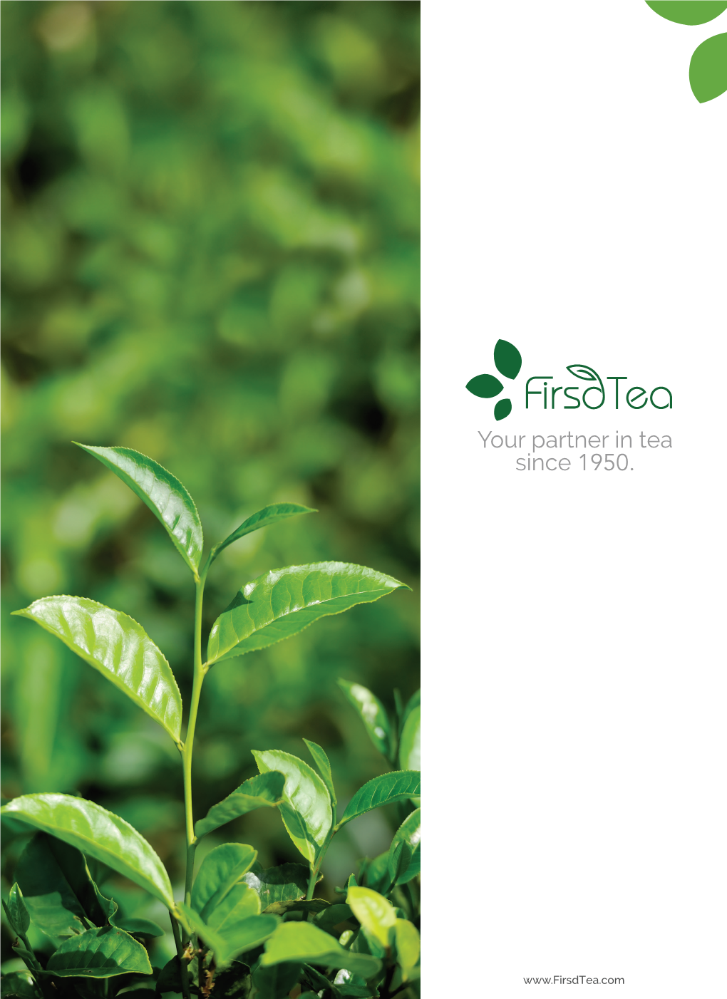 Bulk Tea Catalog