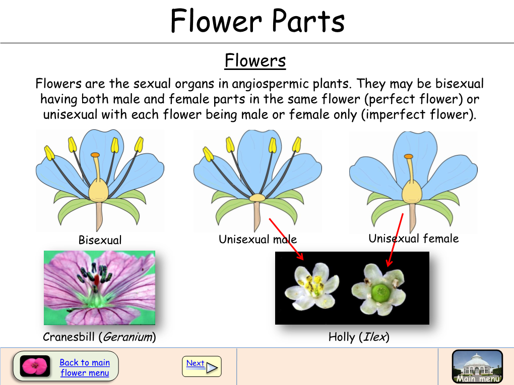 Flower Parts Flowers Flowers Are the Sexual Organs in Angiospermic Plants