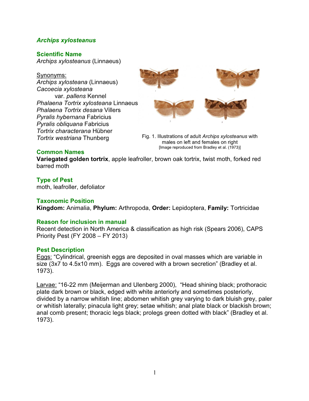 Archips Xylosteana (Linnaeus) Cacoecia Xylosteana Var