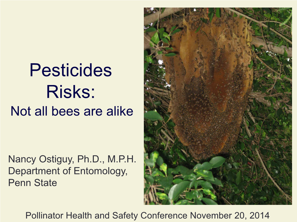 Pesticides Risks: Not All Bees Are Alike