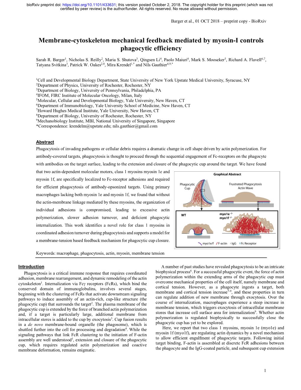 Membrane-Cytoskeleton Mechanical Feedback Mediated by Myosin-I Controls Phagocytic Efficiency