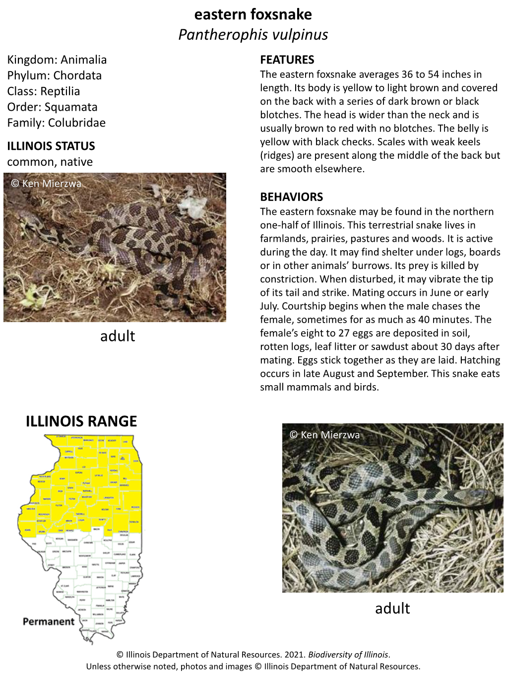 Eastern Foxsnake Pantherophis Vulpinus Kingdom: Animalia FEATURES Phylum: Chordata the Eastern Foxsnake Averages 36 to 54 Inches in Class: Reptilia Length