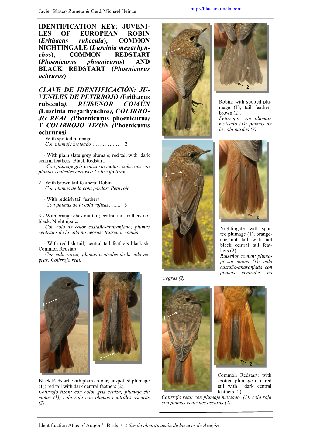 IDENTIFICATION KEY: JUVENI- LES of EUROPEAN ROBIN (Erithacus Rubecula), COMMON NIGHTINGALE (Luscinia Megarhyn- Chos), COMMON