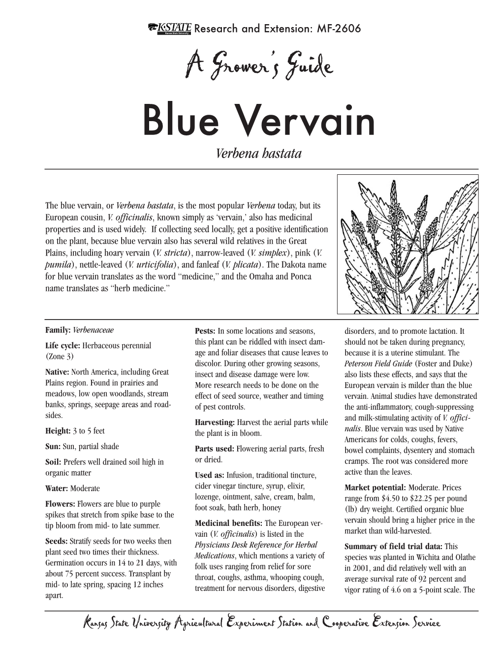 Blue Vervain, Or Verbena Hastata, Is the Most Popular Verbena Today, but Its European Cousin, V