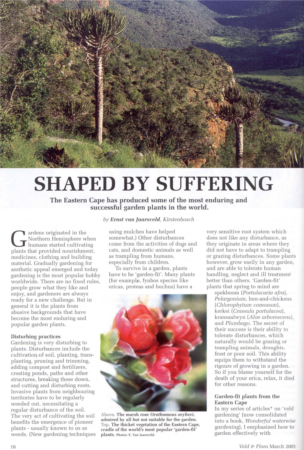 SHAPED by SUFFERING the Eastern Cape Has Produced Some of the Most Enduring and Successful Garden Plants in the World