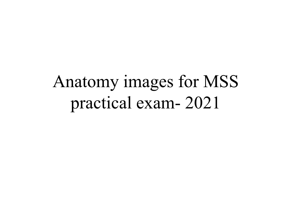 Anatomical Images for MSS Practical Exam