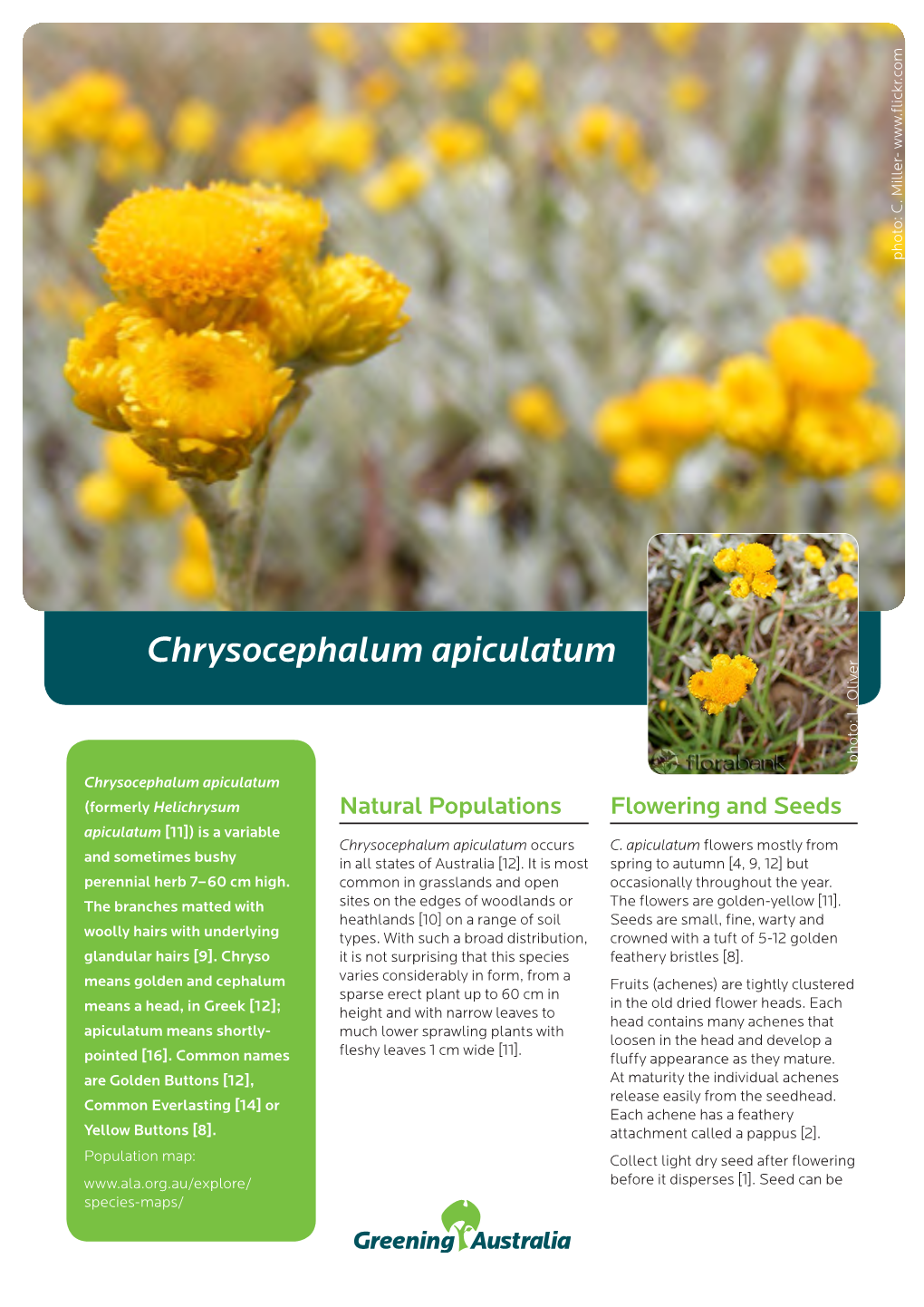 Chrysocephalum Apiculatum Photo: L