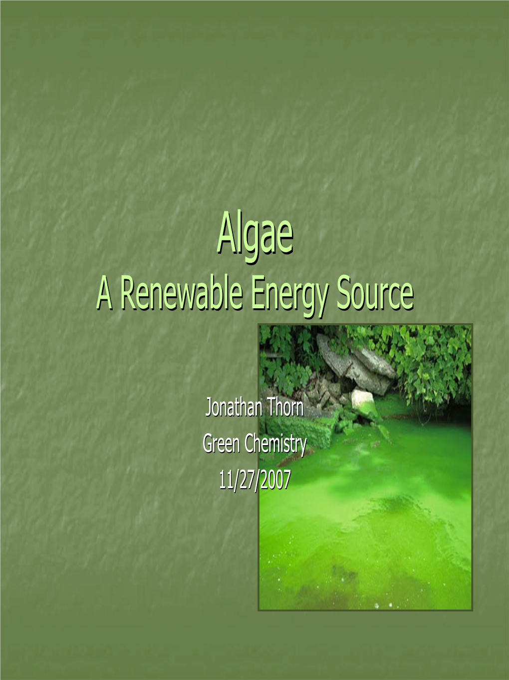 Algae a Renewable Energy Source