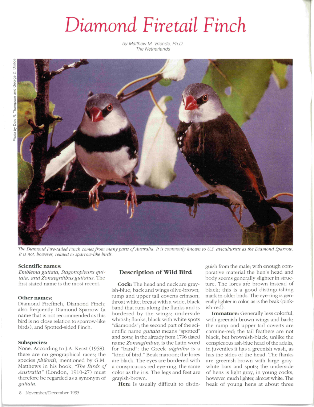 Diamond Firetail Finch