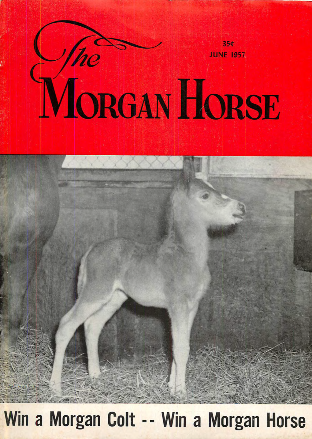 Win a Morgan Colt -- Win a Morgan Horse 