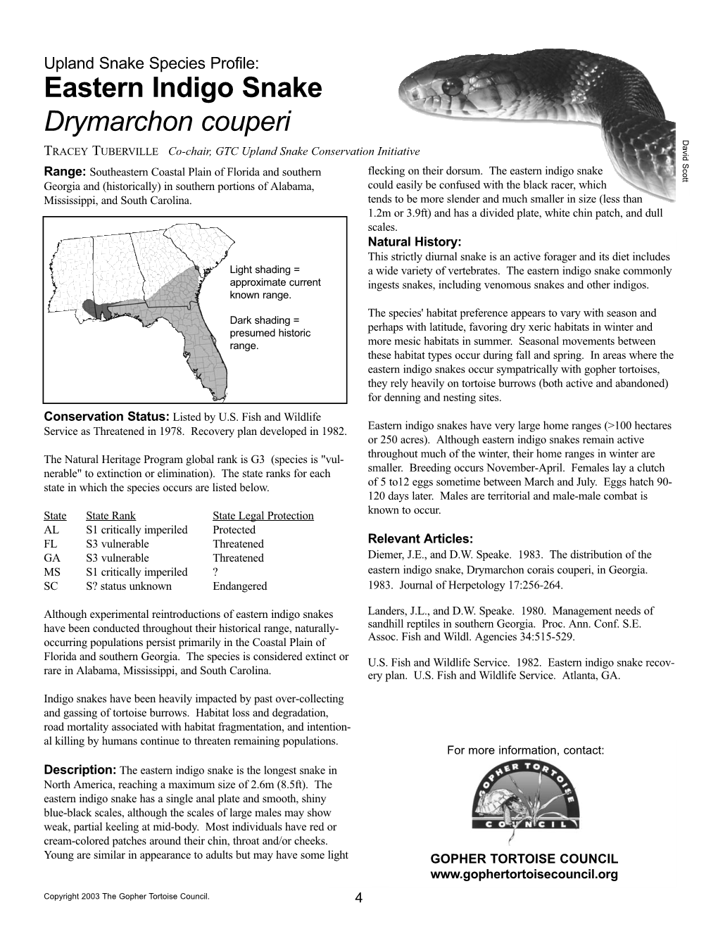 Eastern Indigo Snake Drymarchon Couperi