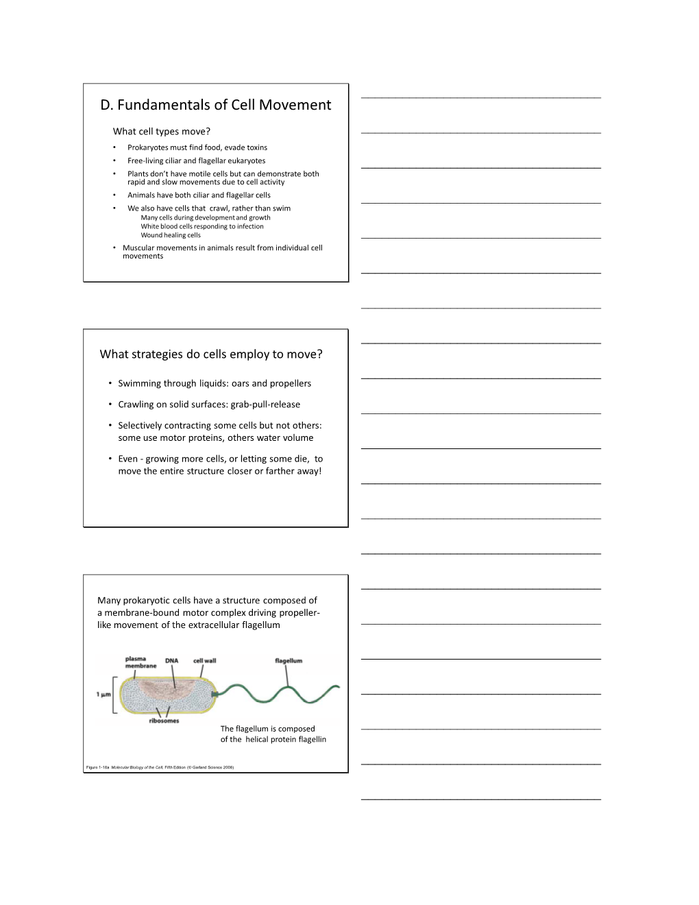 D. Fundamentals of Cell Movement