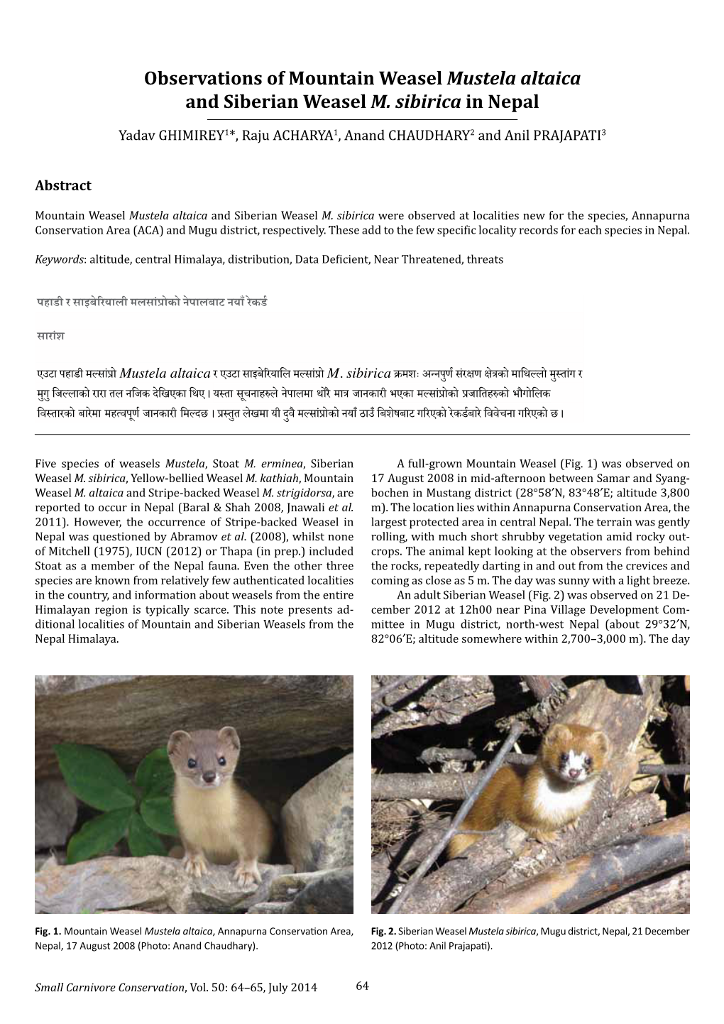 Observations of Mountain Weasel Mustela Altaica and Siberian Weasel M