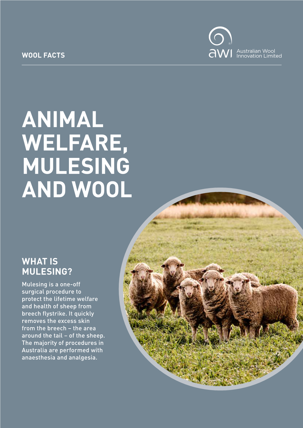 Animal Welfare, Mulesing and Wool