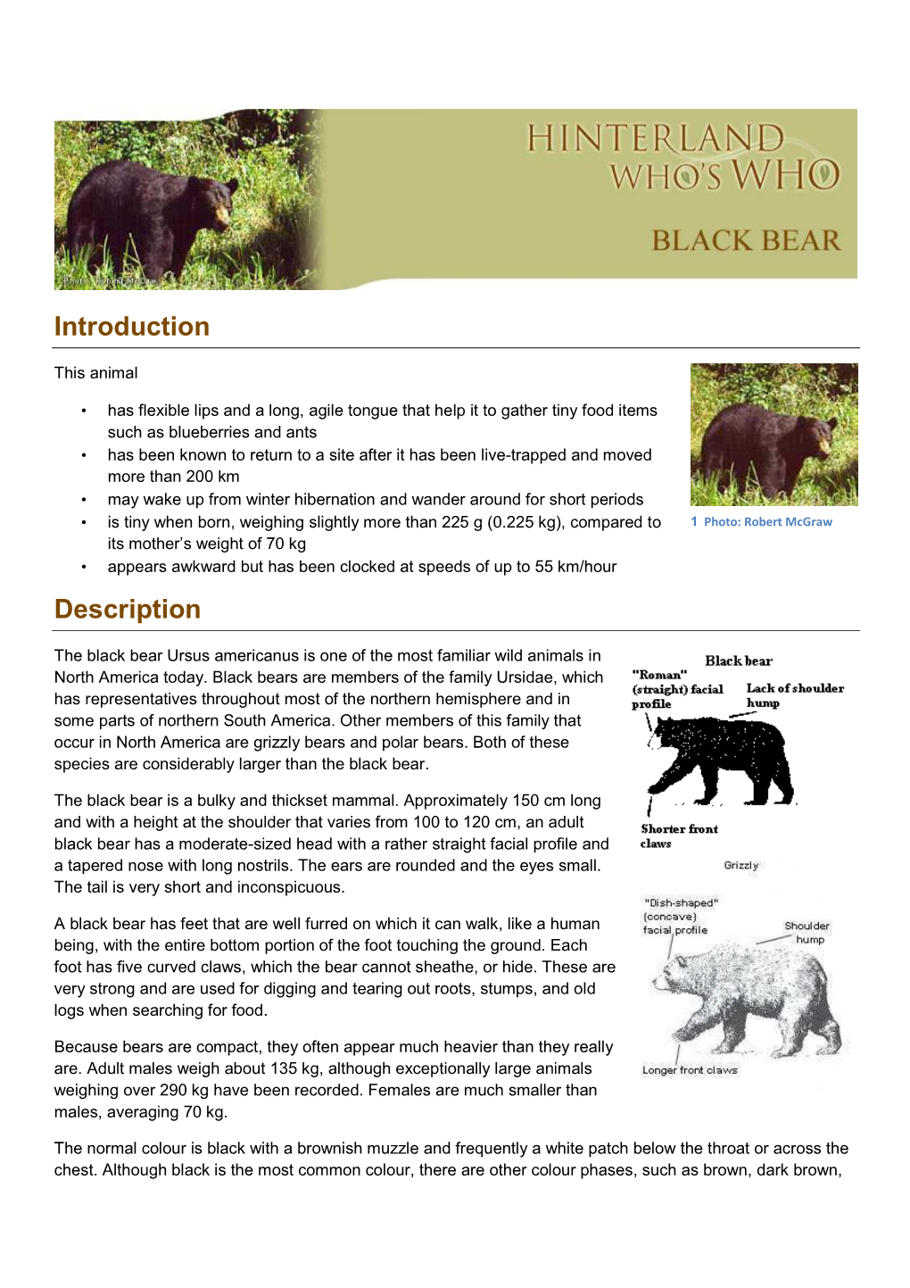 Black Bear EN