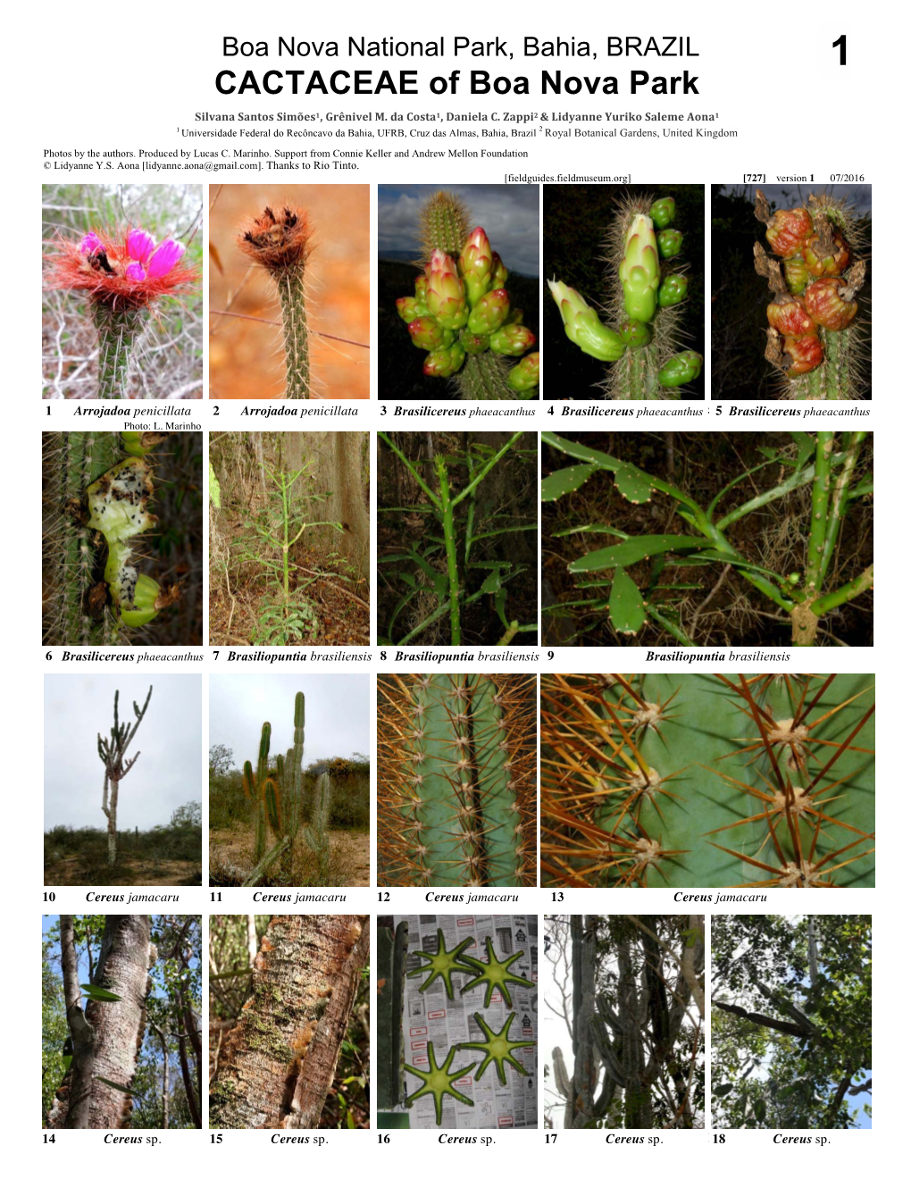 CACTACEAE of Boa Nova Park