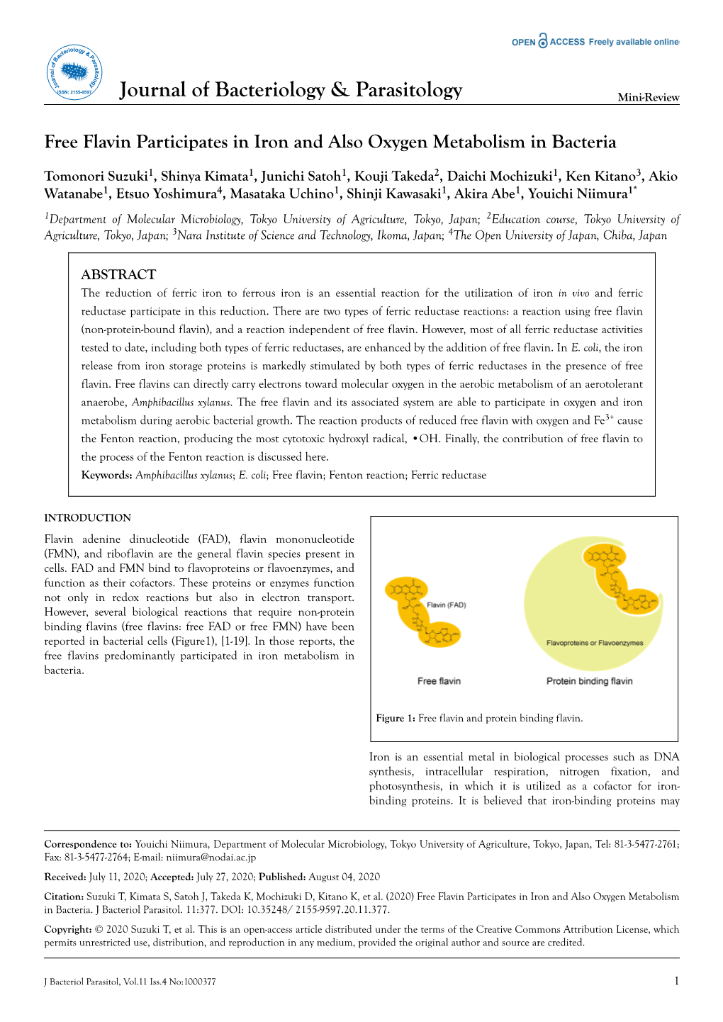 Free Flavin Participates in Iron and Also Oxygen Metabolism in Bacteria