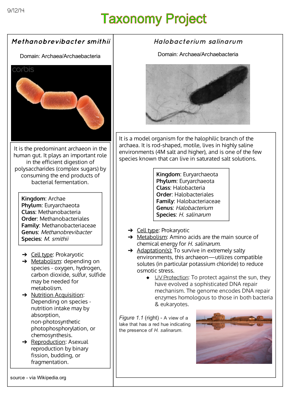 Methanobrevibacter Smithii Halobacterium Salinarum