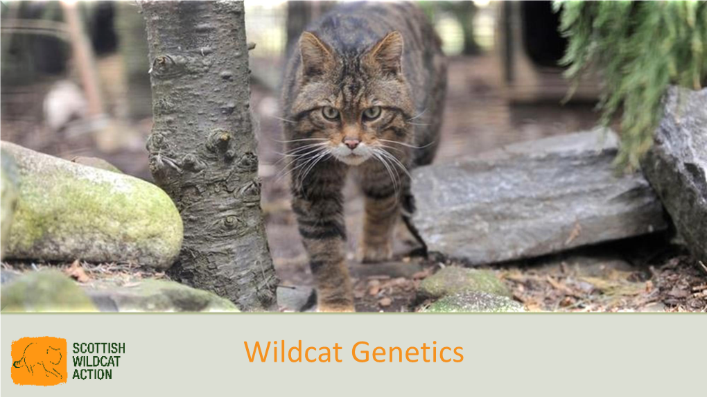 Wildcat Genetics What Is a Wildcat in Scotland?