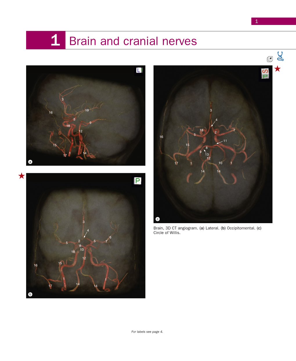 1 1 Brain and Cranial Nerves