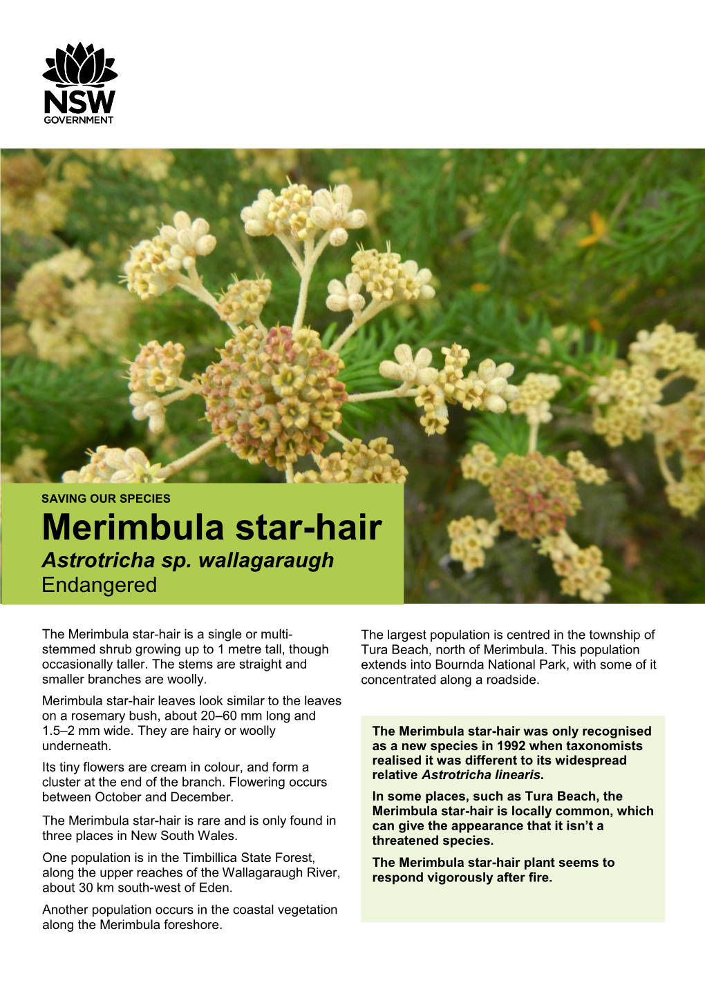Merimbula Star-Hair Astrotricha Sp