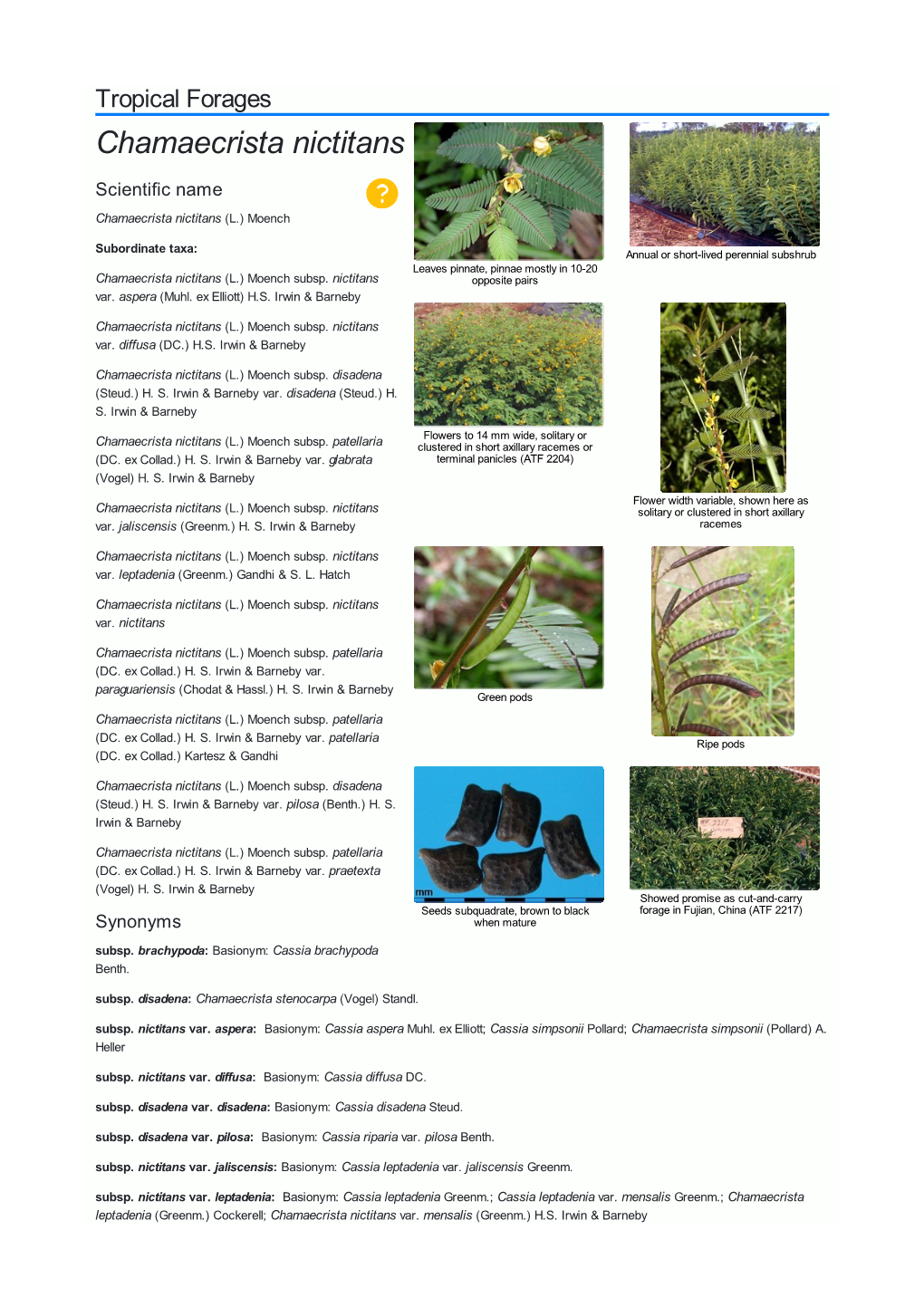 Chamaecrista Nictitans Scientific Name  Chamaecrista Nictitans (L.) Moench