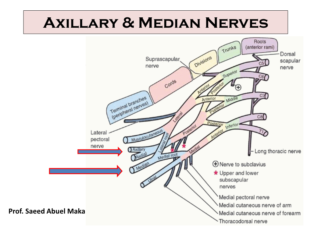 Axillary & Median Nerves