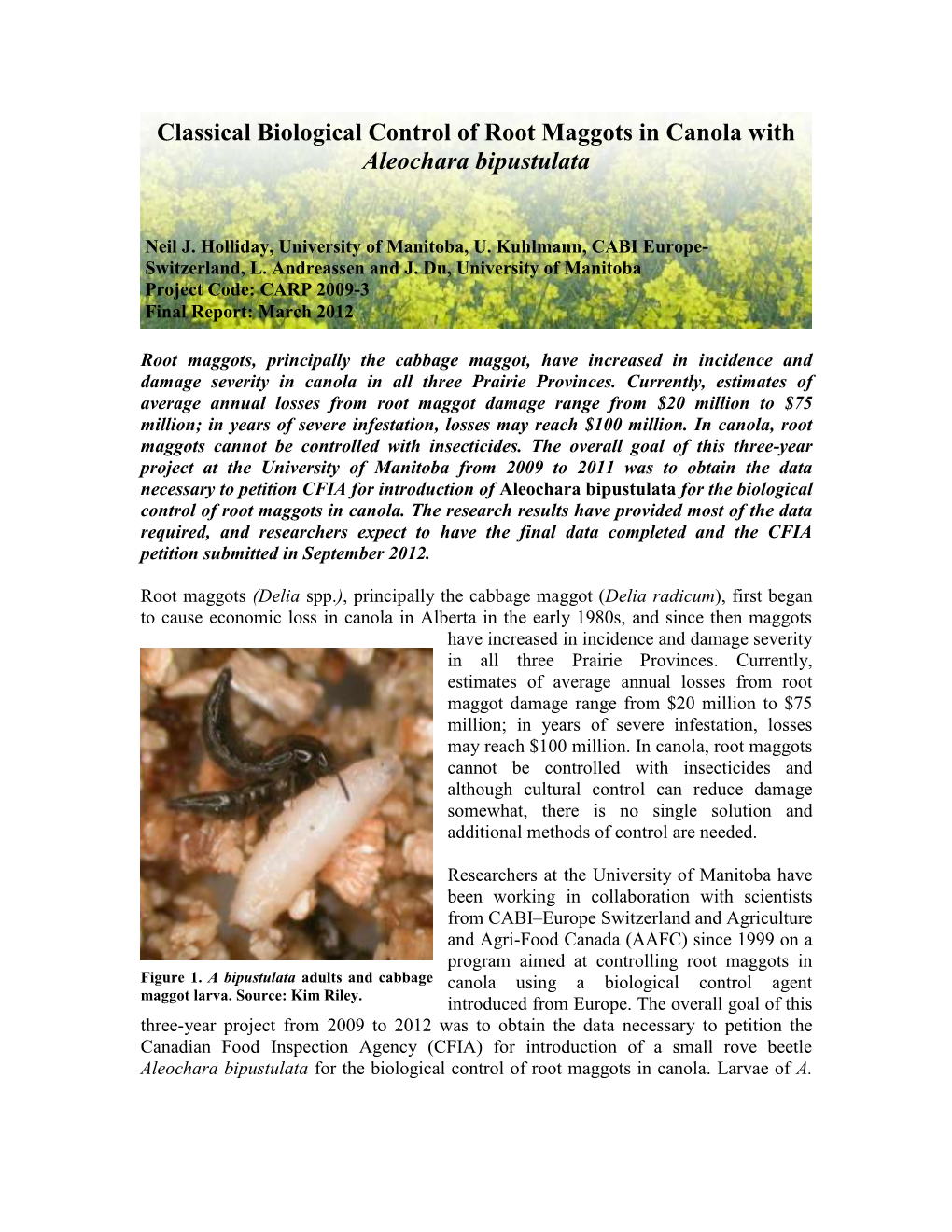 Classical Biological Control of Root Maggots in Canola with Aleochara