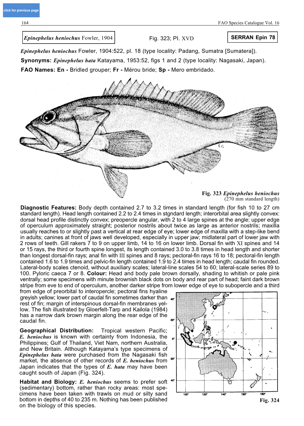 Epinephelus Heniochus Fowler, 1904:522, Pl. 18 (Type Locality: Padang, Sumatra [Sumatera]). Synonyms: Epinephelus Hata Katayama