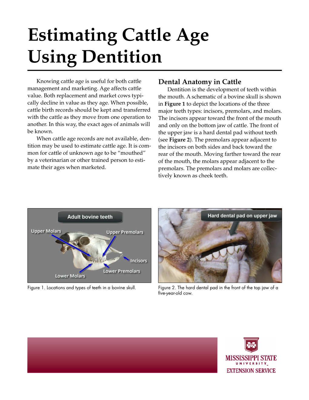 Estimating Cattle Age Using Dentition