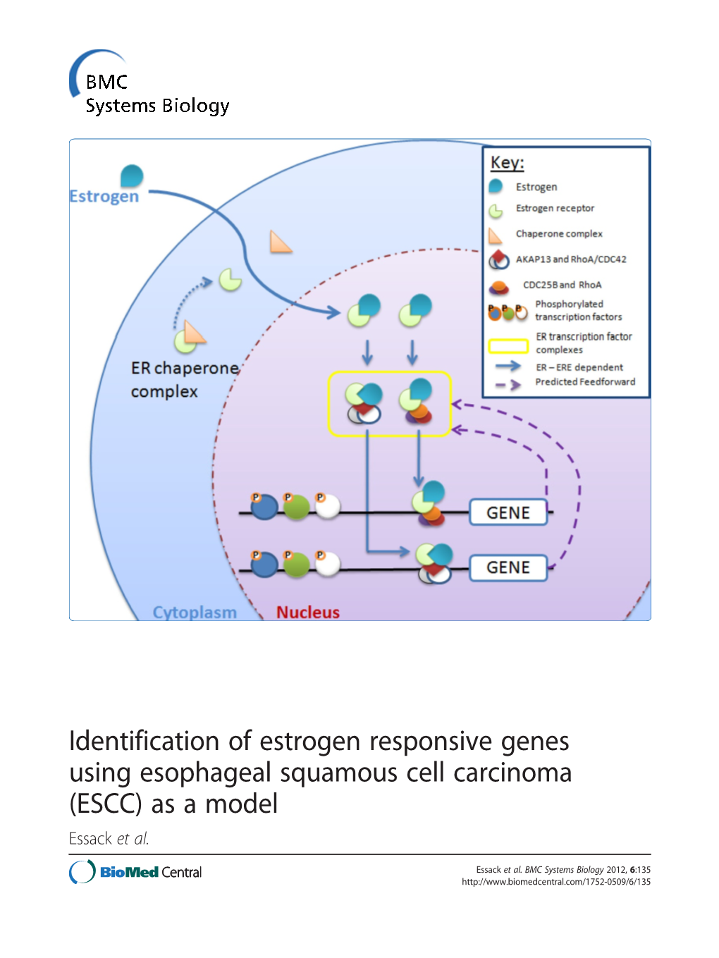Identification of Estrogen Responsive Genes Using Esophageal Squamous Cell Carcinoma (ESCC) As a Model Essack Et Al
