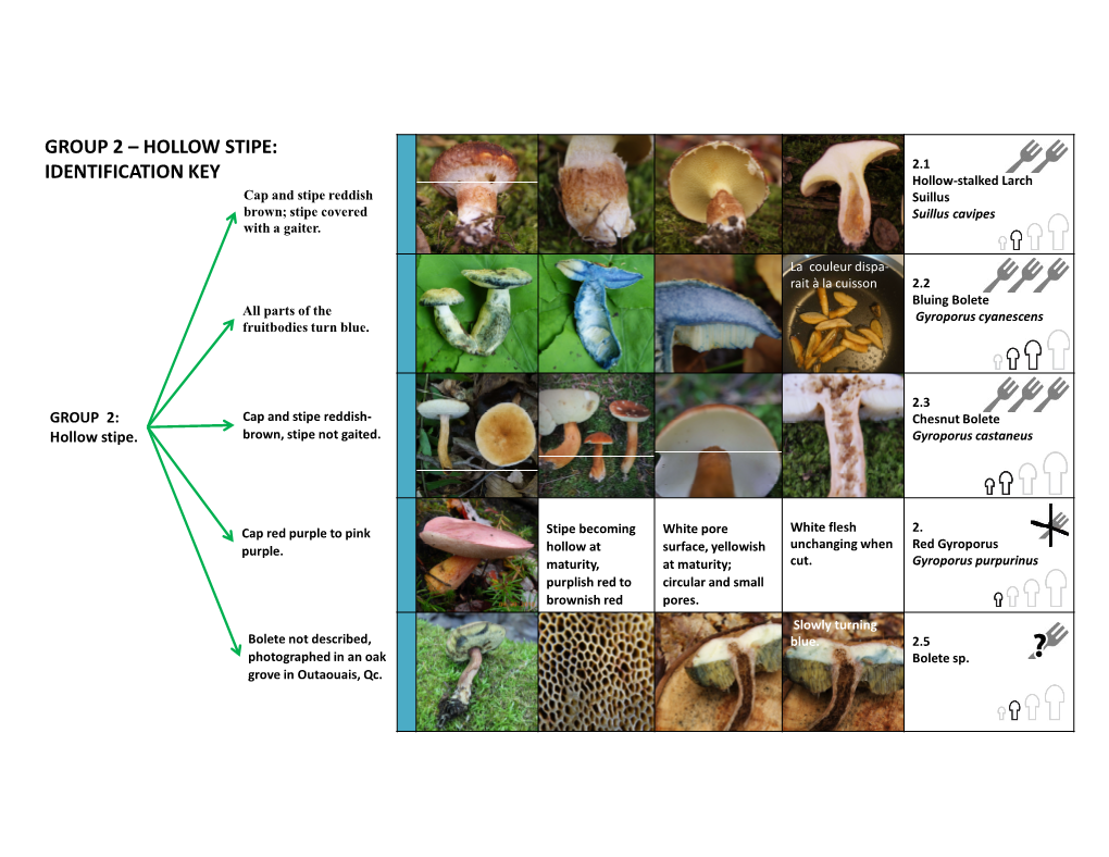 Group 2 – Hollow Stipe: Identification