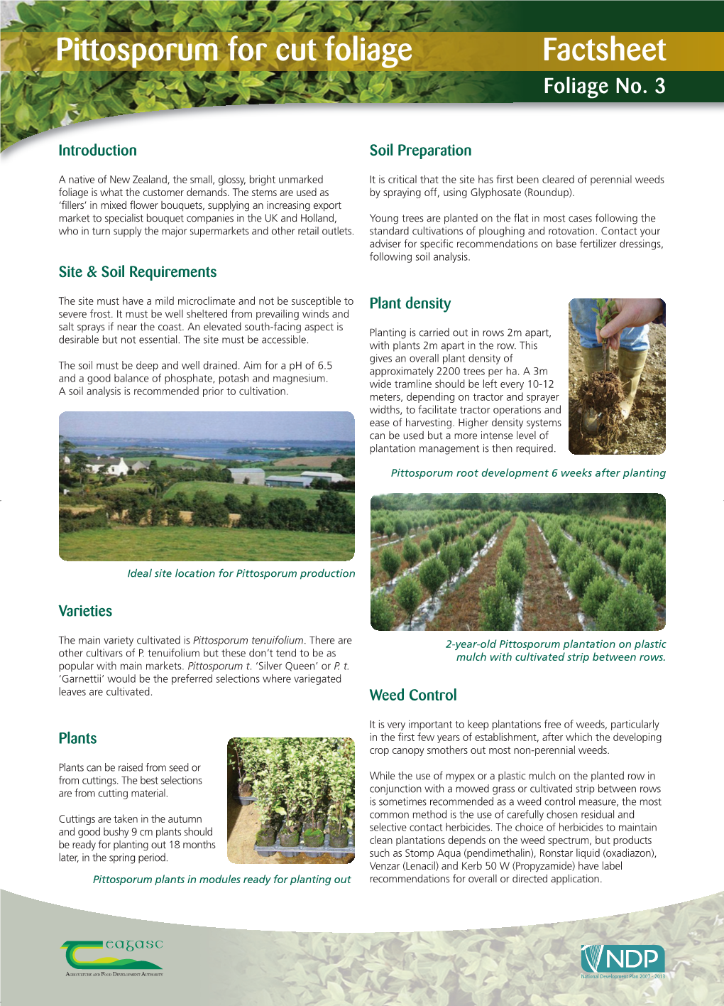 Pittosporum for Cut Foliage A4 Factsheet 23/03/2012 10:46 Page 1