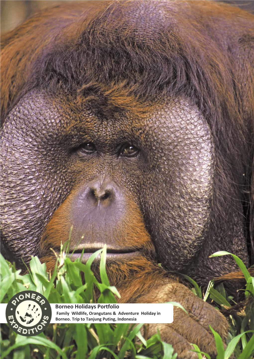 Borneo Holidays Portfolio Family Wildlife, Orangutans & Adventure Holiday in Borneo