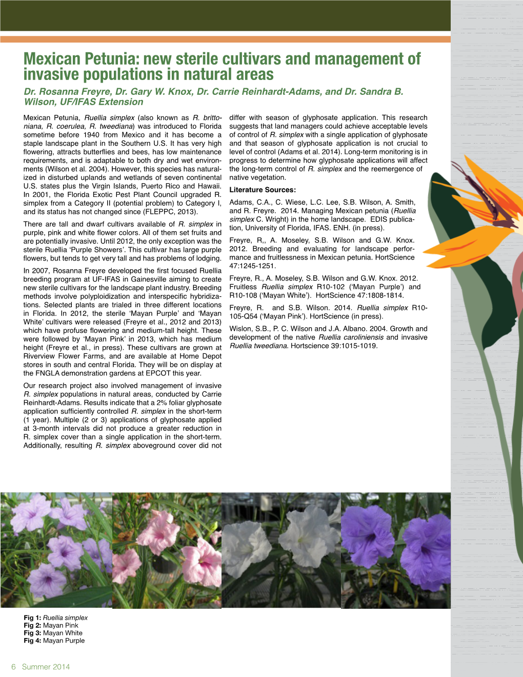 Mexican Petunia: New Sterile Cultivars and Management of Invasive Populations in Natural Areas Dr