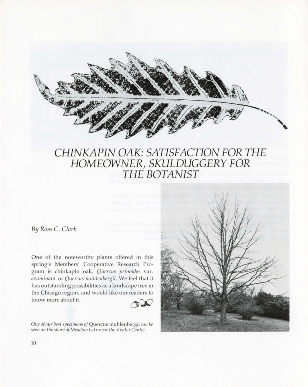 Chinkapin Oak: Satisfaction for the Homeowner, Skulduggery for the Botanist