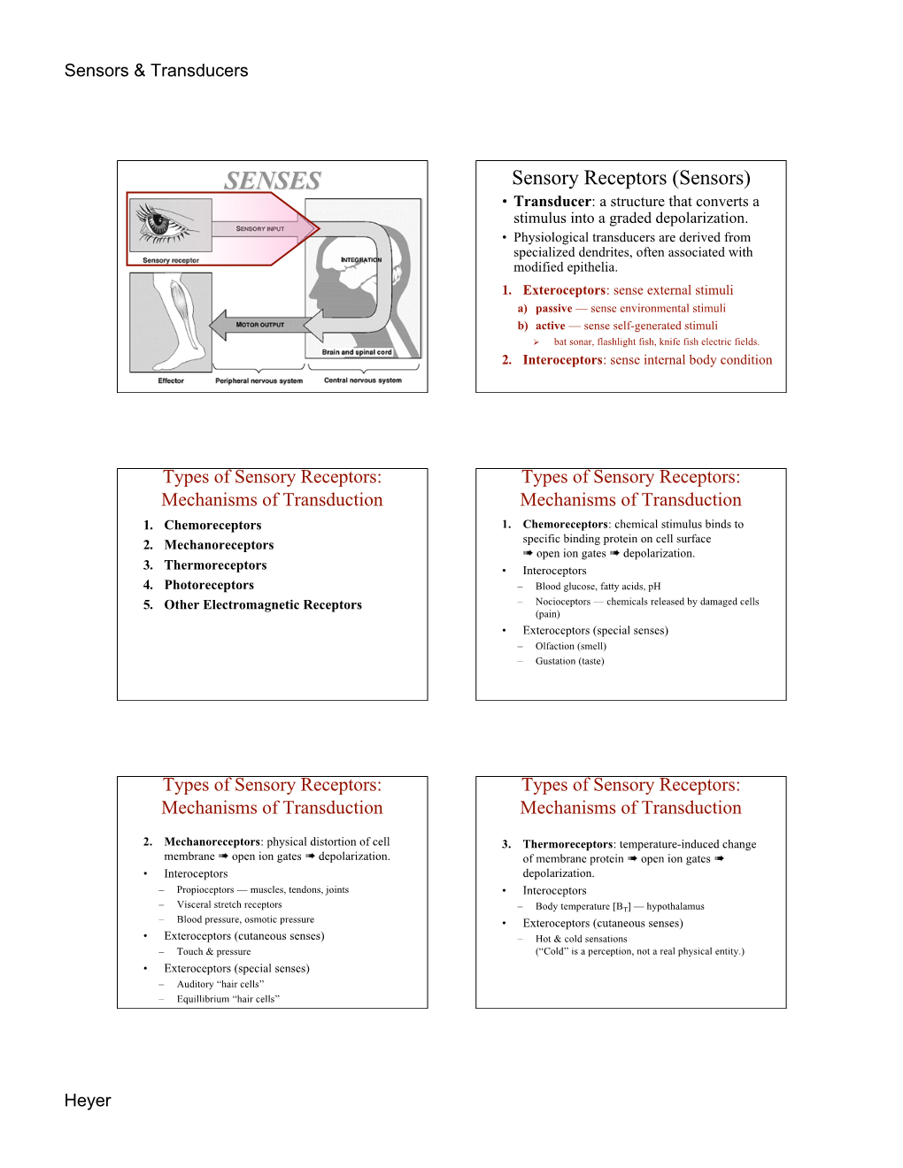 SENSES Sensory Receptors (Sensors) • Transducer: a Structure That Converts a Stimulus Into a Graded Depolarization