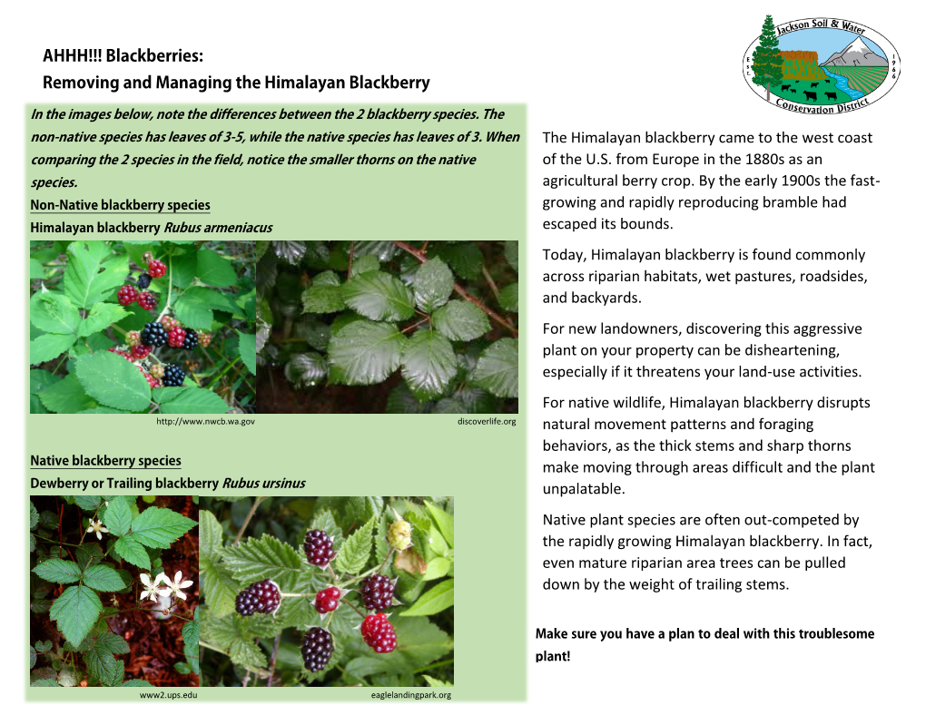 Removing and Managing the Himalayan Blackberry