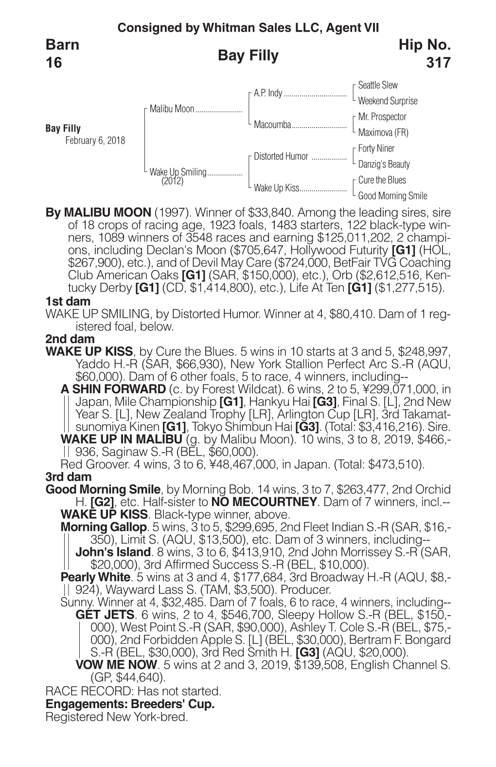 Bay Filly Barn 16 Hip No