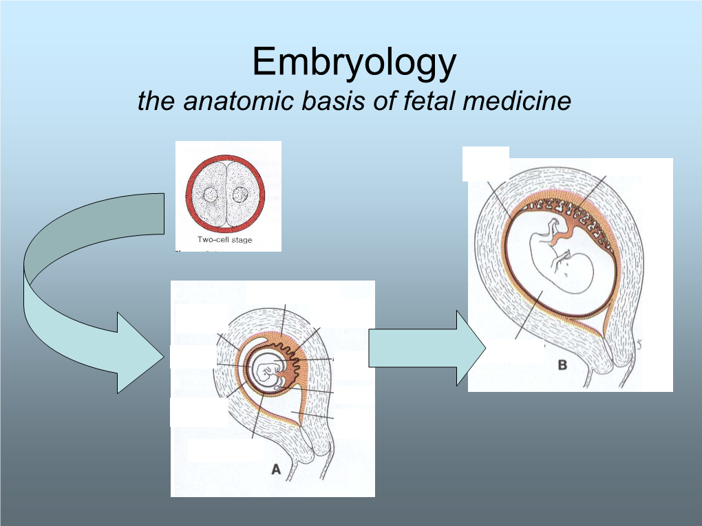 Embryology and Development