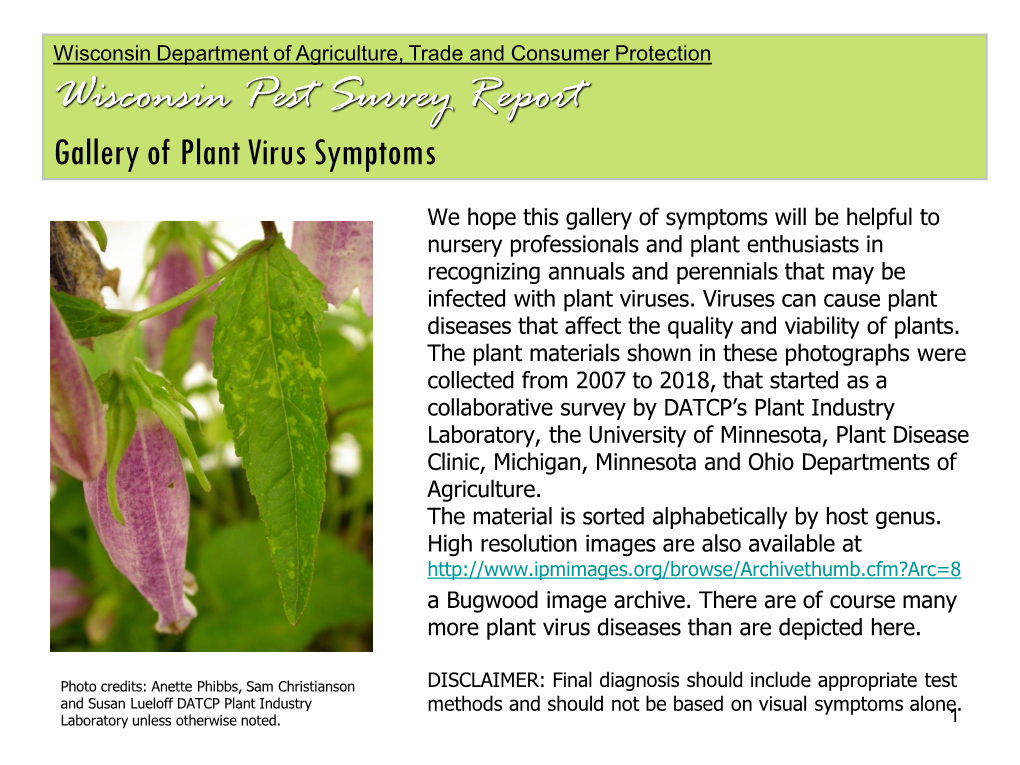 Wisconsin Pest Survey Report Gallery of Plant Virus Symptoms